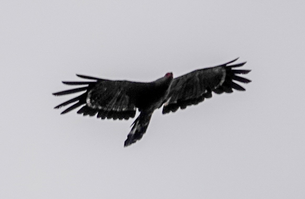 African Harrier-Hawk - ML645936116