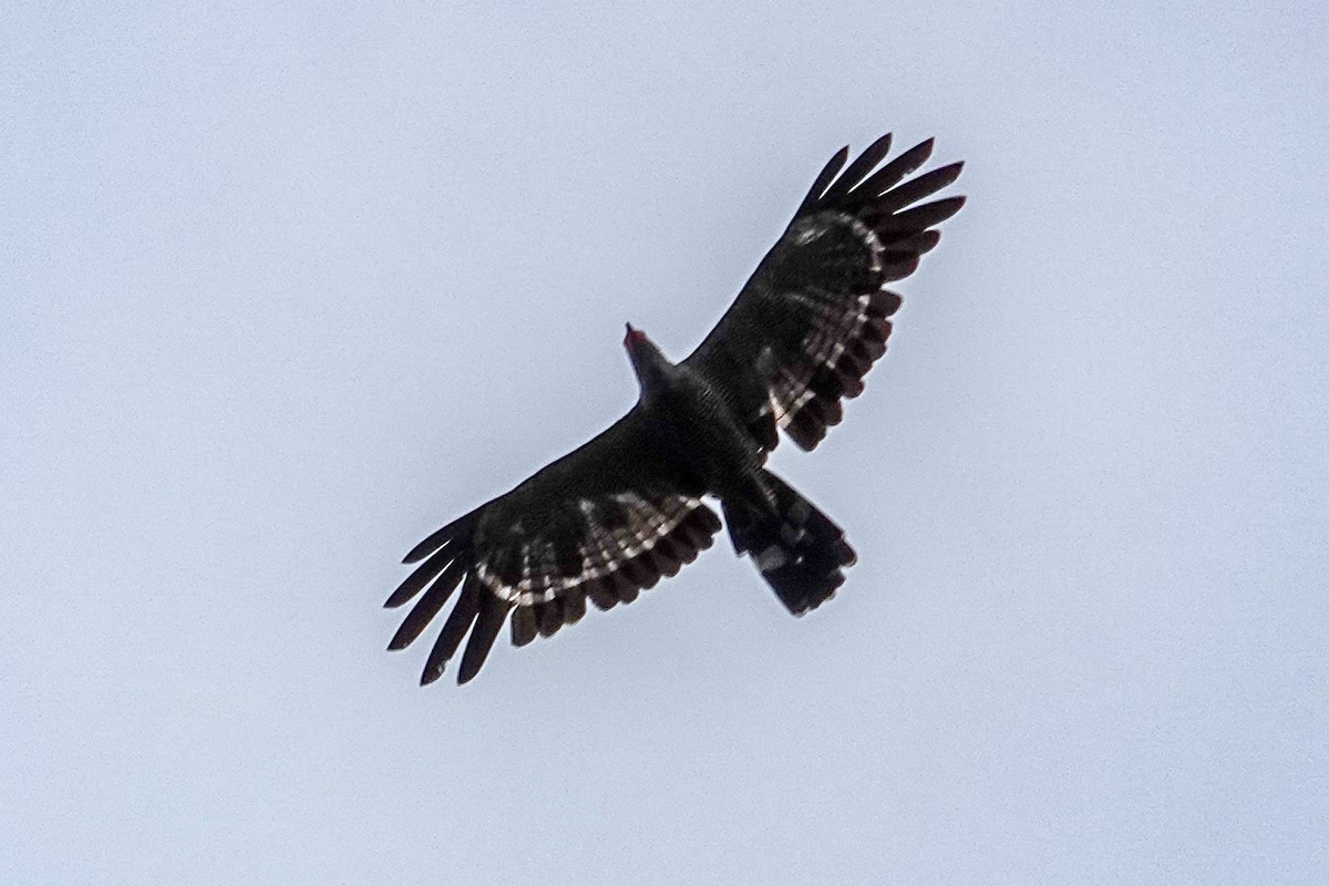 African Harrier-Hawk - ML645936117