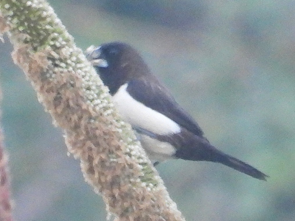White-rumped Munia - ML645936118