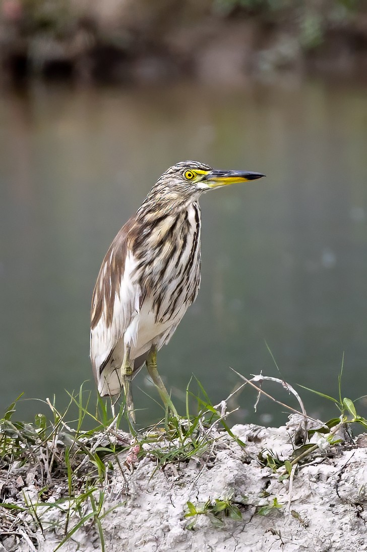 Chinese Pond-Heron - ML645936119