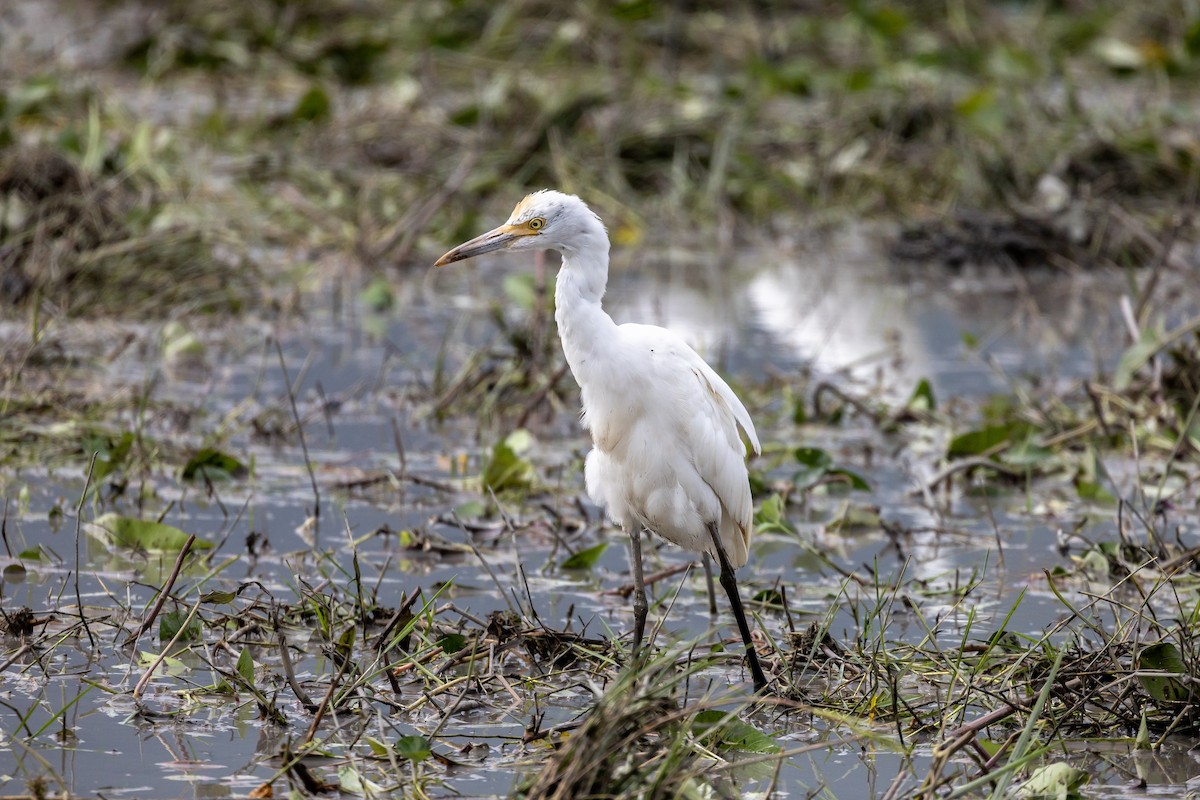 Eastern Cattle-Egret - ML645936120