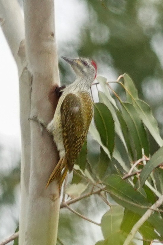 Fine-spotted Woodpecker - ML645936121