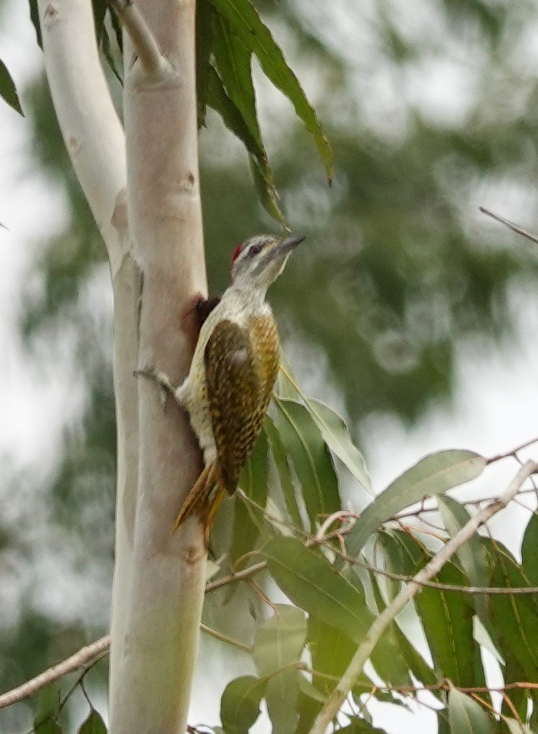 Fine-spotted Woodpecker - ML645936122