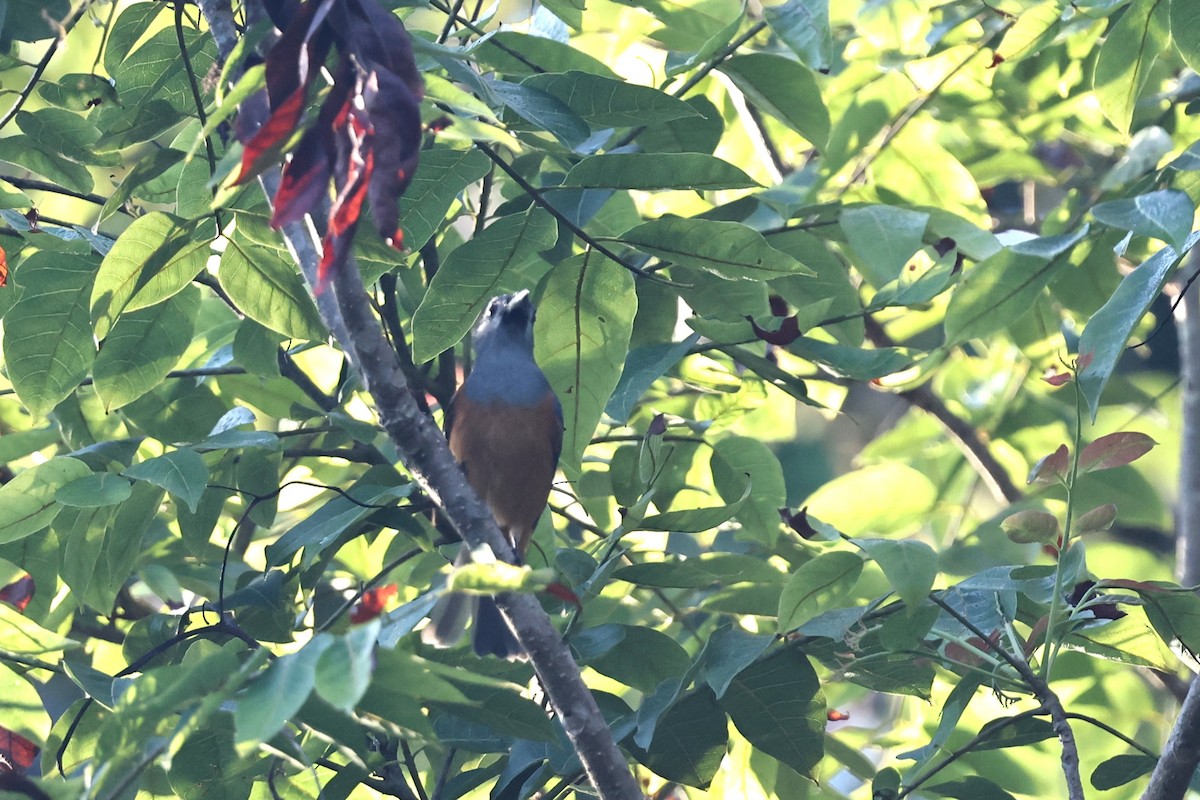 Black-faced Monarch - ML645936124