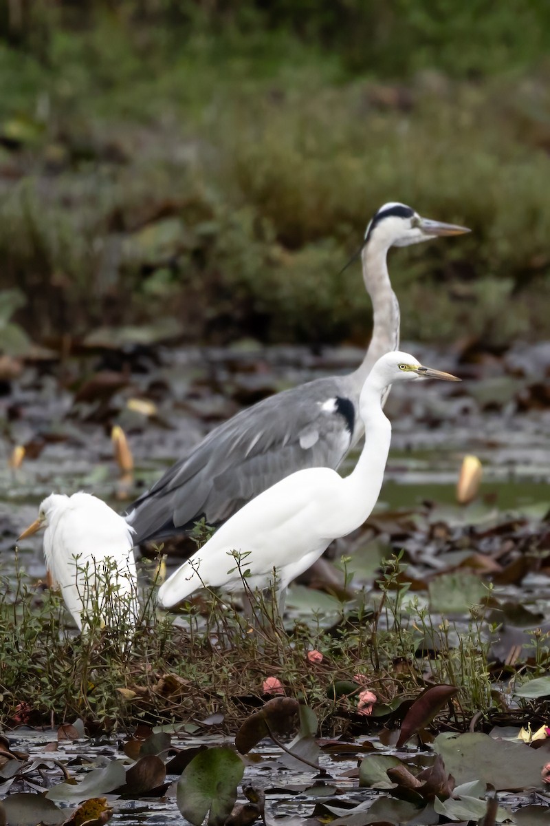 Medium Egret - ML645936125