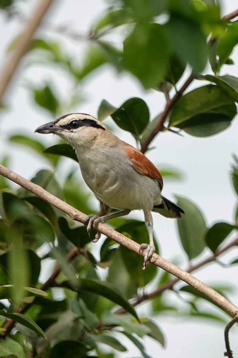 Black-crowned Tchagra - ML645936126