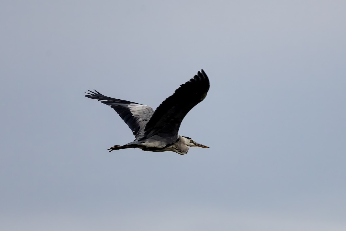 Gray Heron - ML645936127