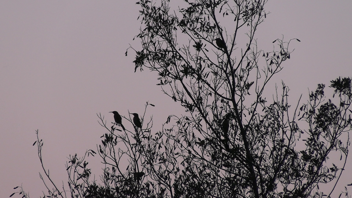 Cape Sugarbird - ML645936129