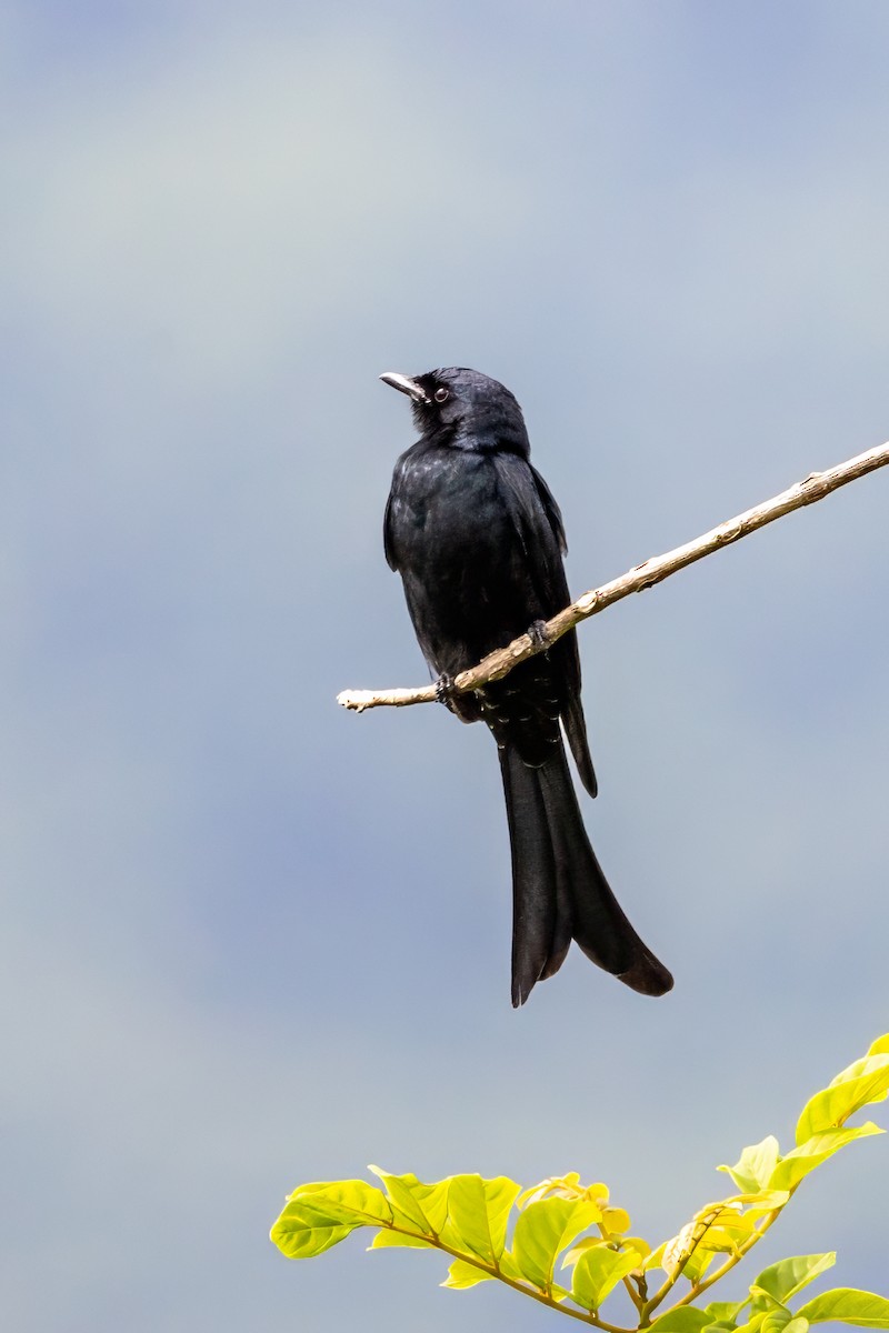 Black Drongo - ML645936130