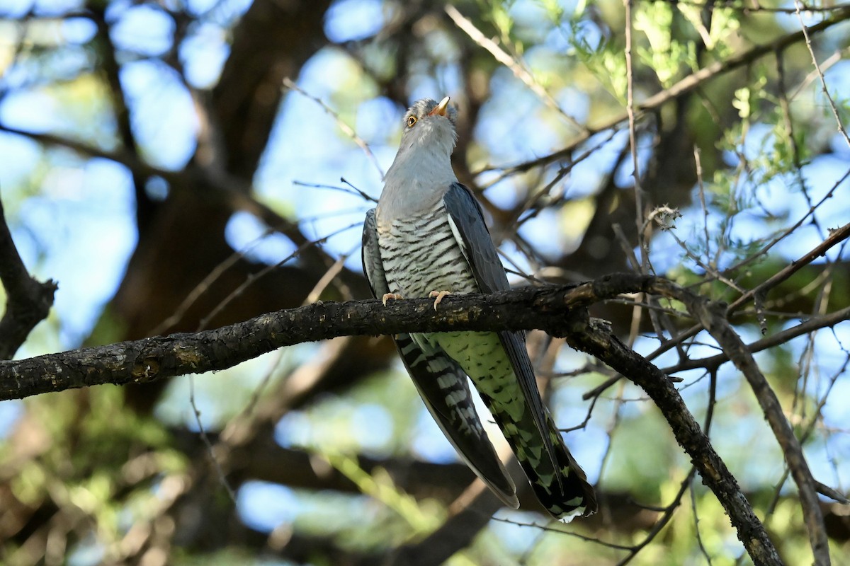 African Cuckoo - ML645936131