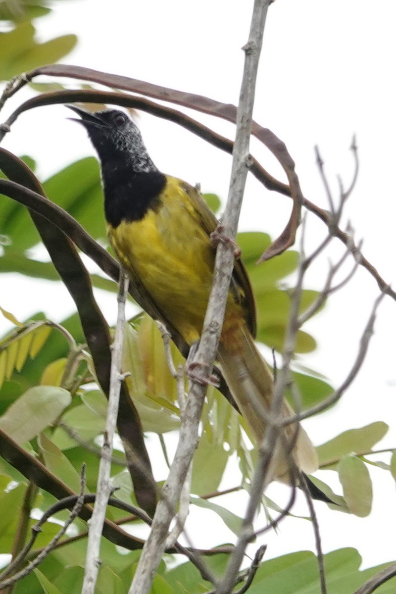 Oriole Warbler - ML645936132