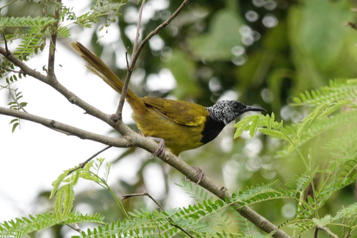 Oriole Warbler - ML645936133