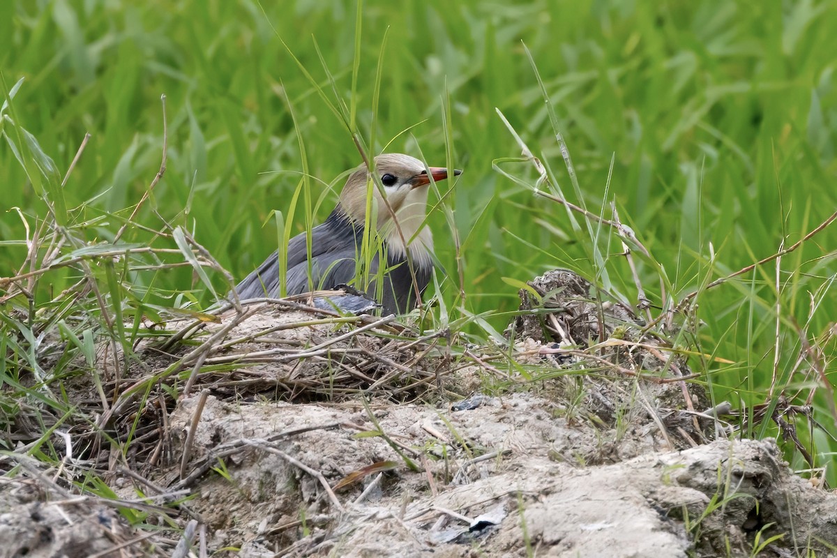 Red-billed Starling - ML645936134