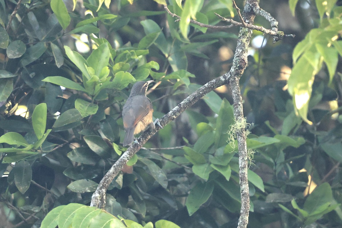 Victoria's Riflebird - ML645936135