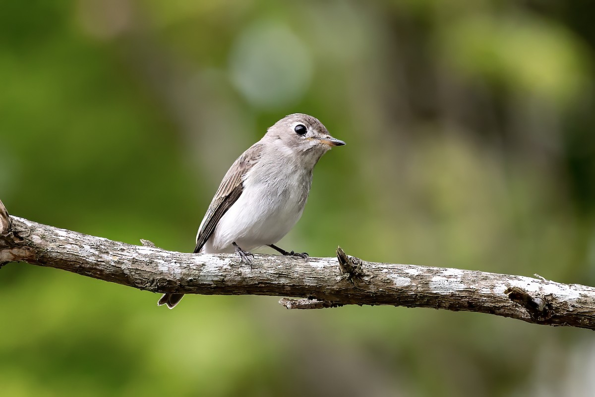 Asian Brown Flycatcher - ML645936138