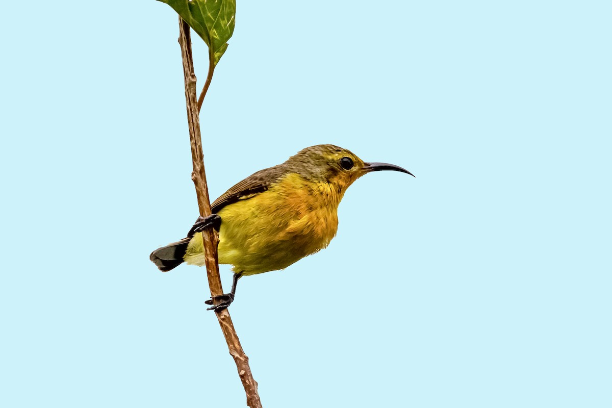 Ornate Sunbird - ML645936139