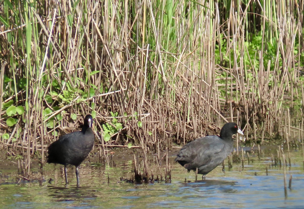 Eurasian Coot - ML645936141