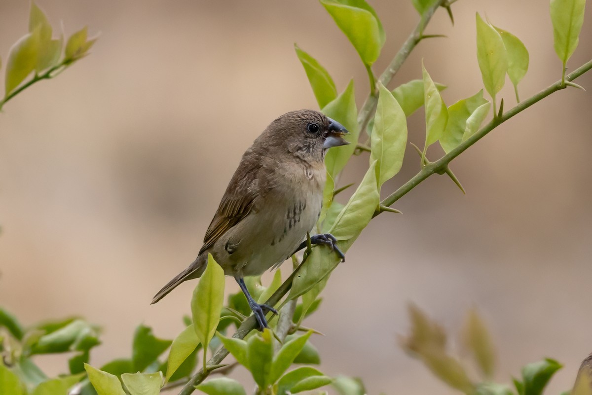 Scaly-breasted Munia - ML645936142