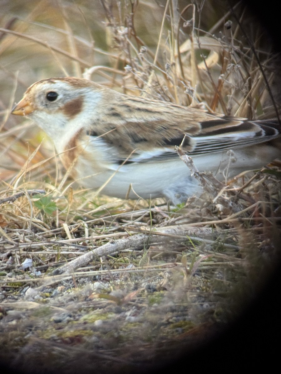 Snow Bunting - ML645936143