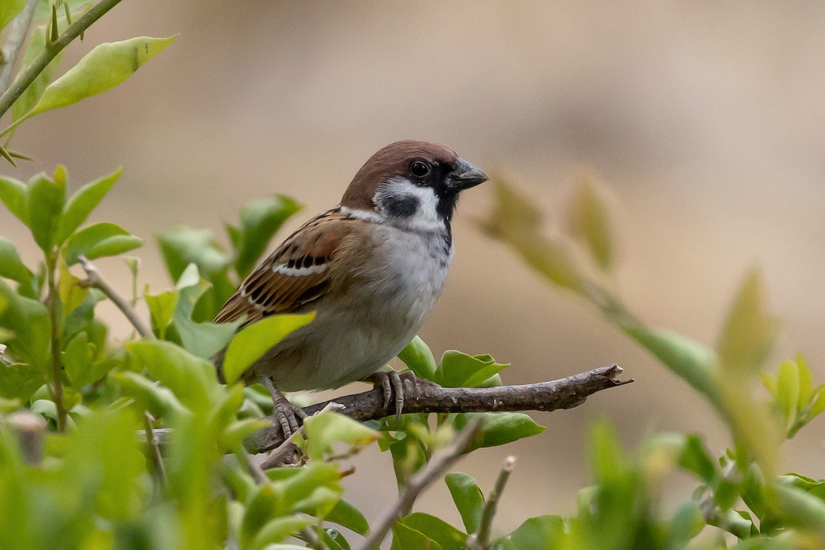 Eurasian Tree Sparrow - ML645936144