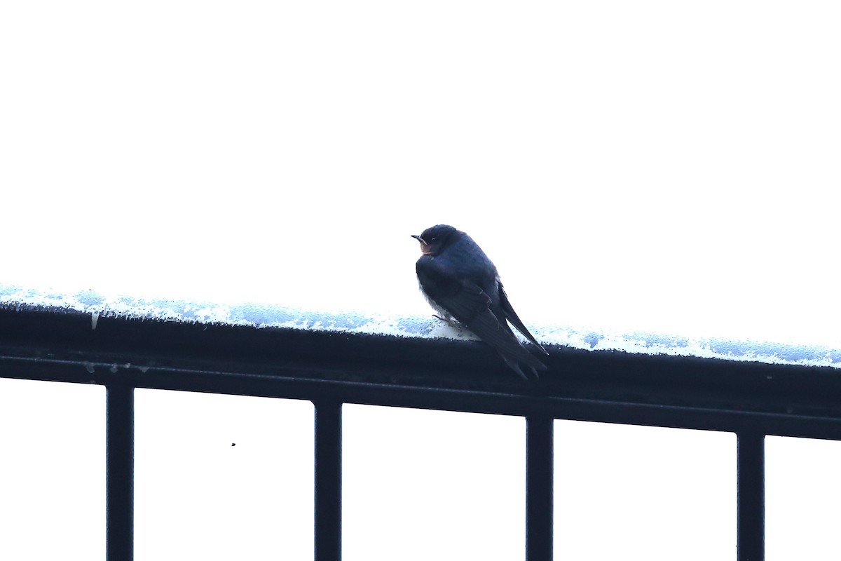 Welcome Swallow - ML645936145