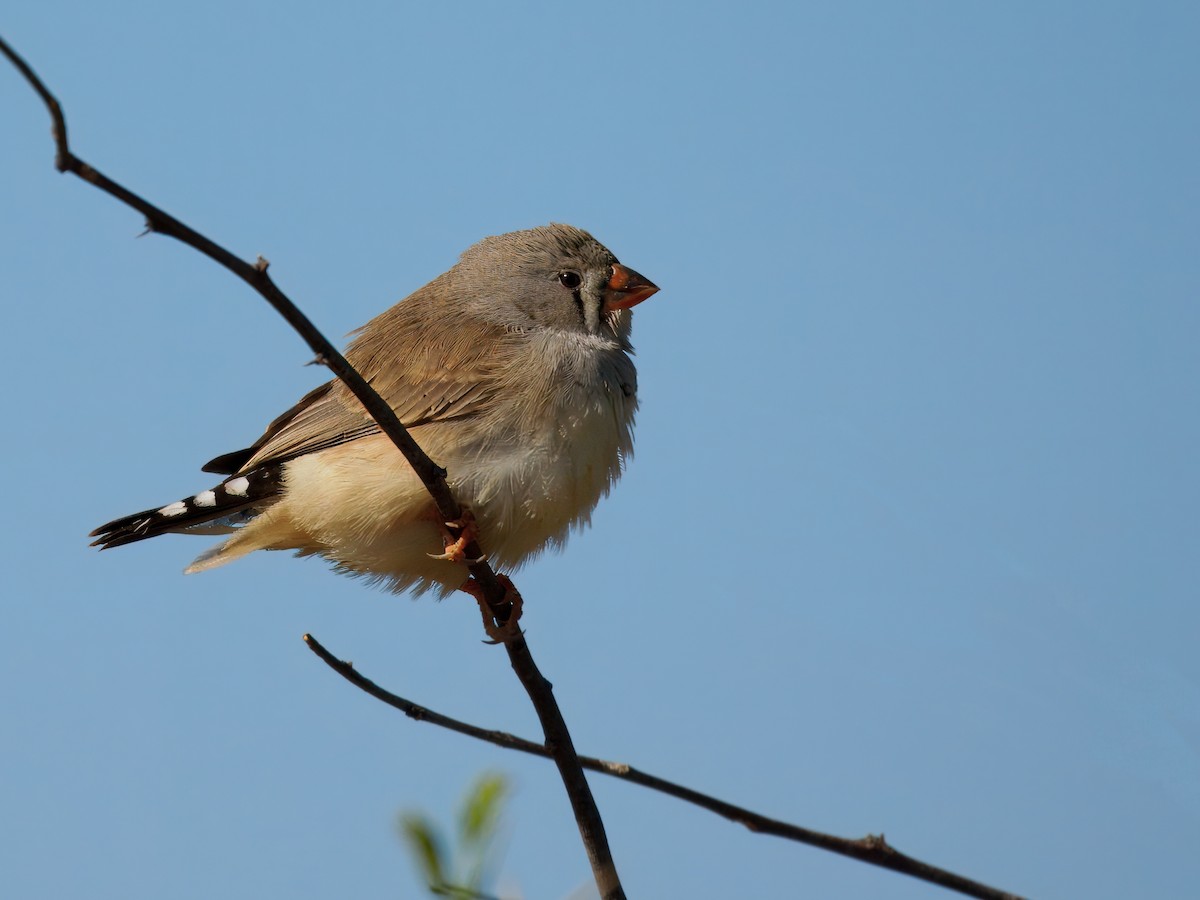 Zebra Finch - ML645936146