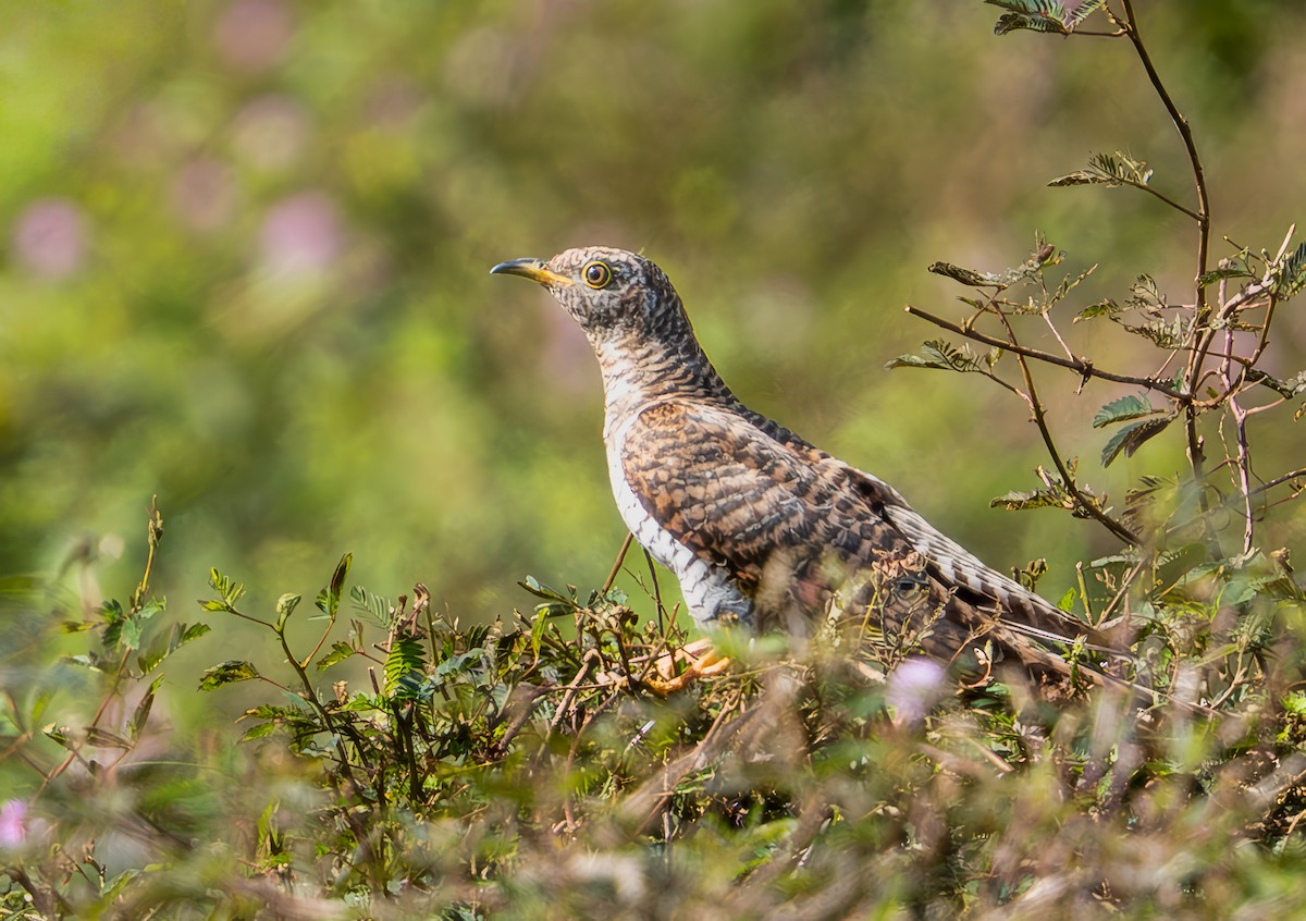 kukačka šedobřichá - ML645936147