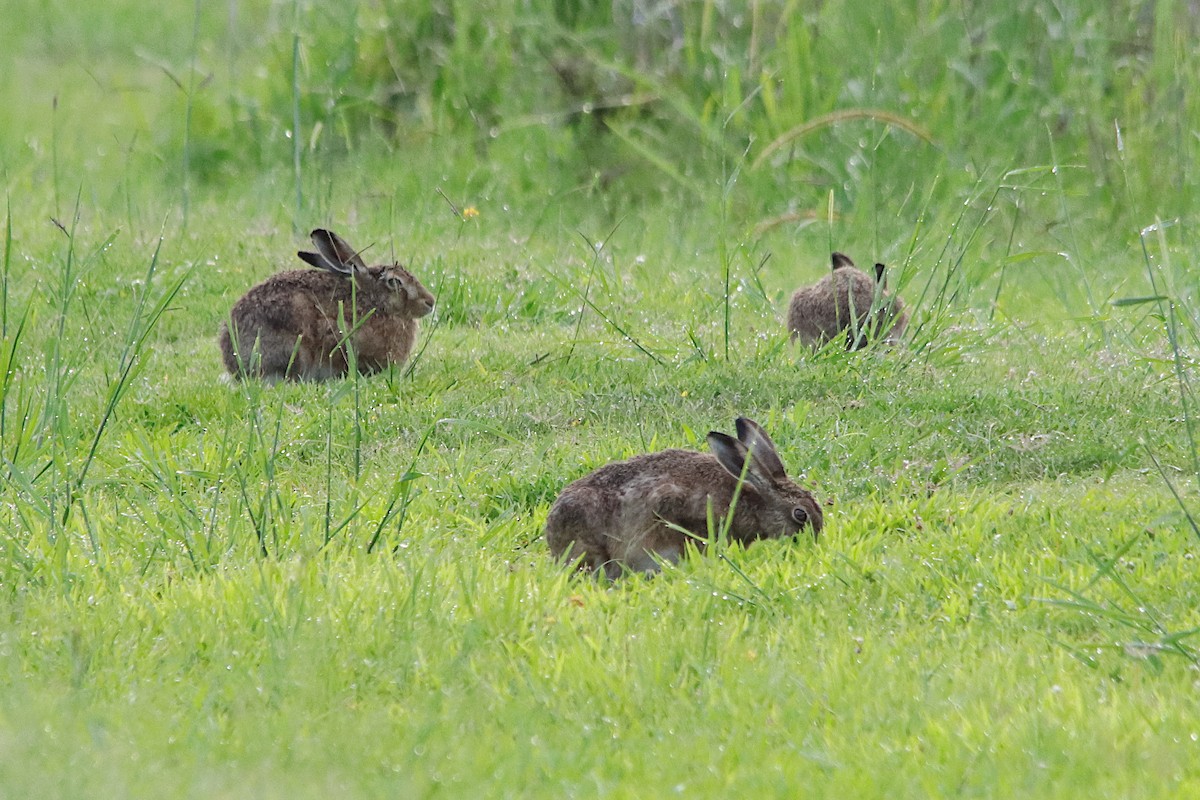 Brown Hare - ML645936148