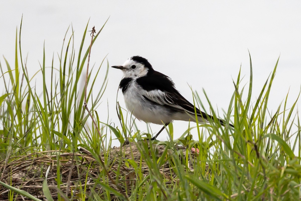 White Wagtail - ML645936149