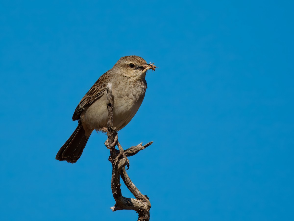 Rufous Songlark - ML645936150