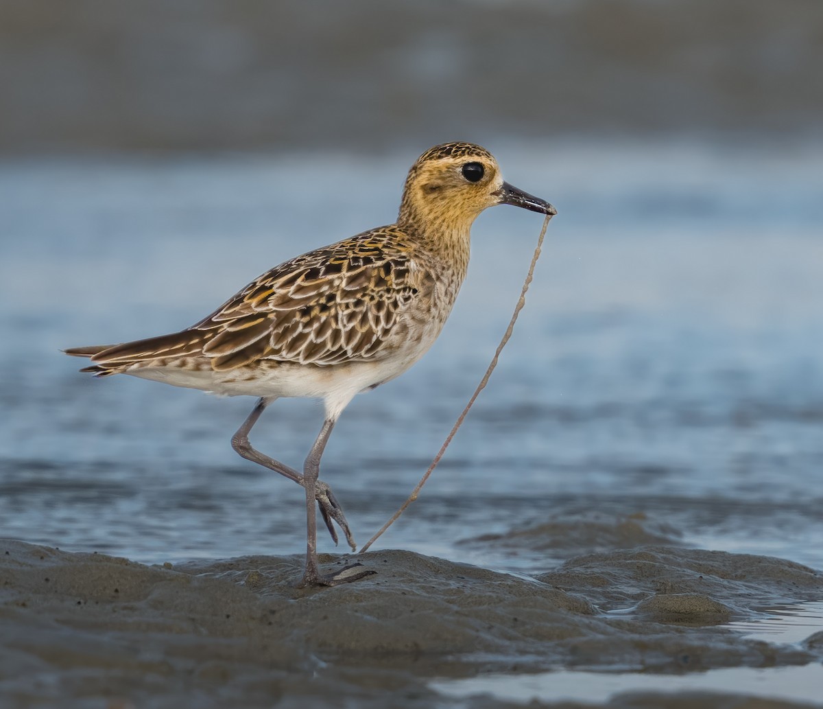 Pacific Golden-Plover - ML645936151