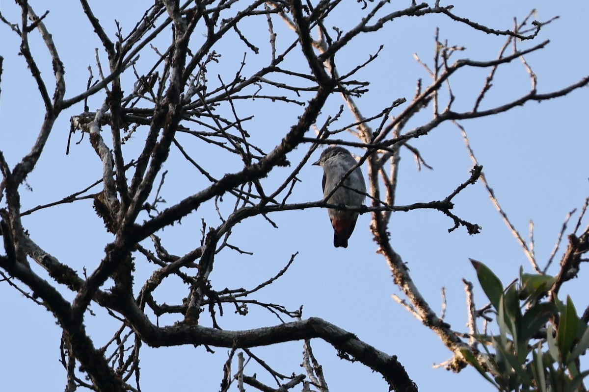 ヤドリギハナドリ - ML645936154