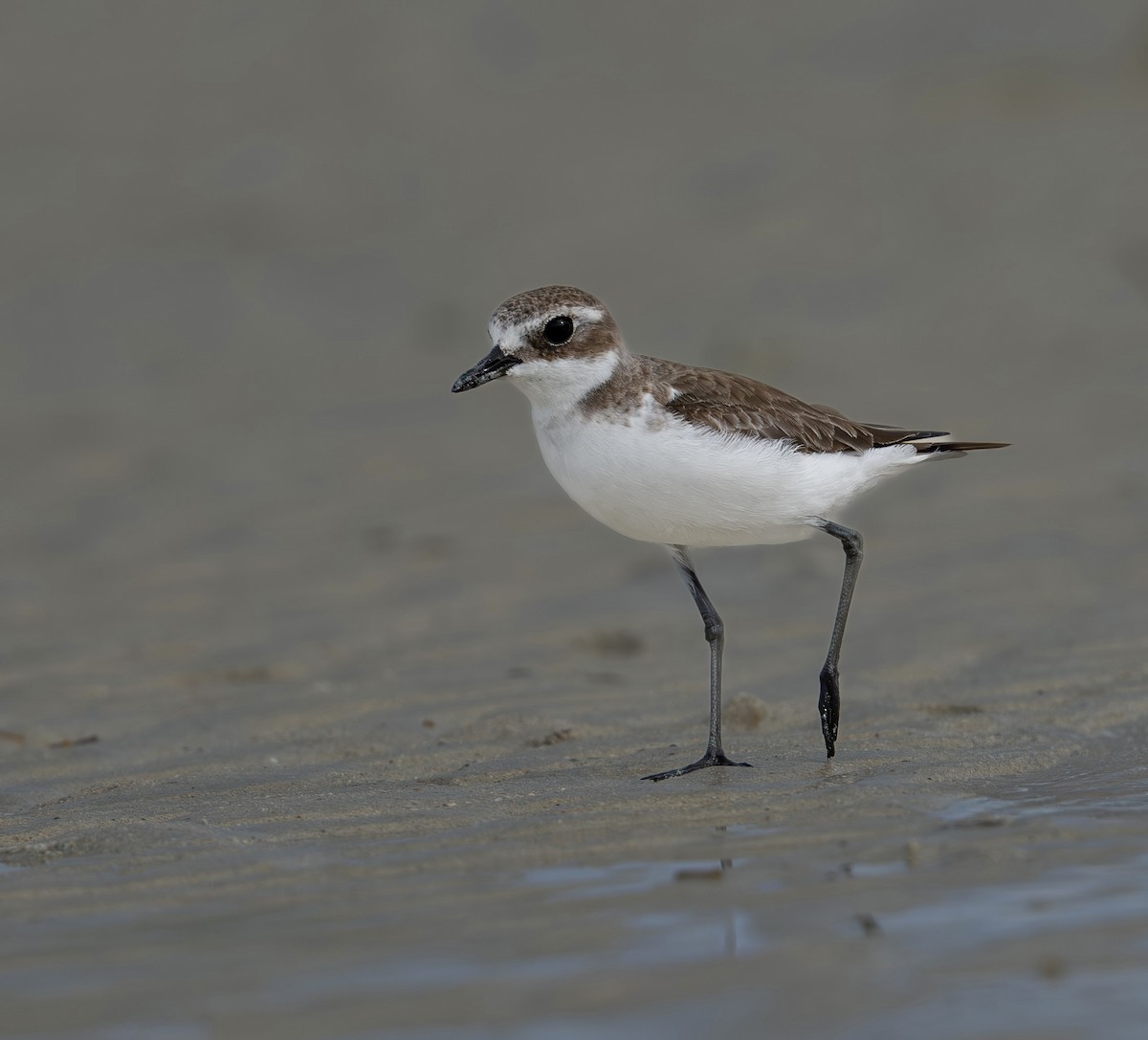 Tibetan Sand-Plover - ML645936166