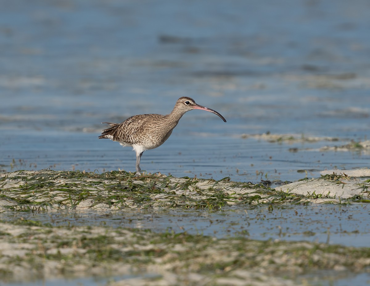 Eurasian Whimbrel - ML645936170