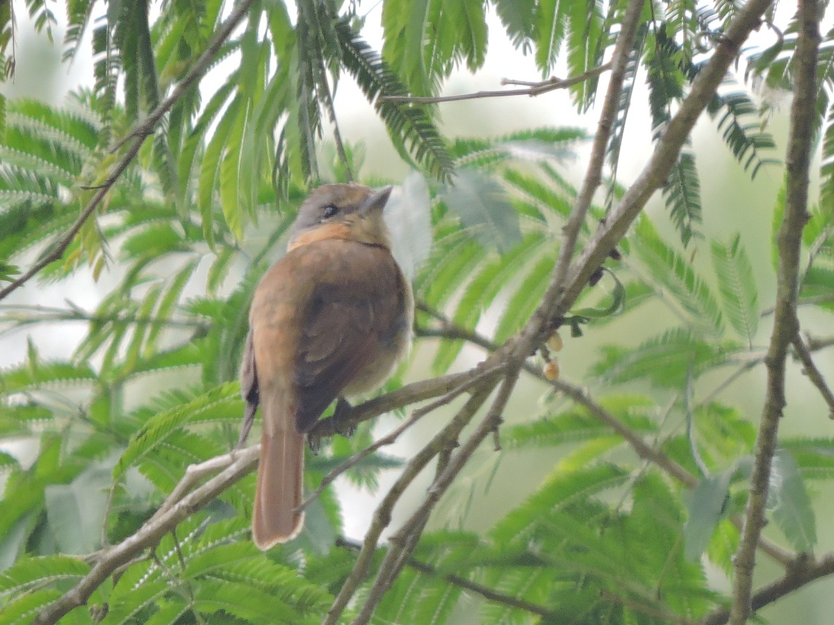 Crested Becard - ML645936171