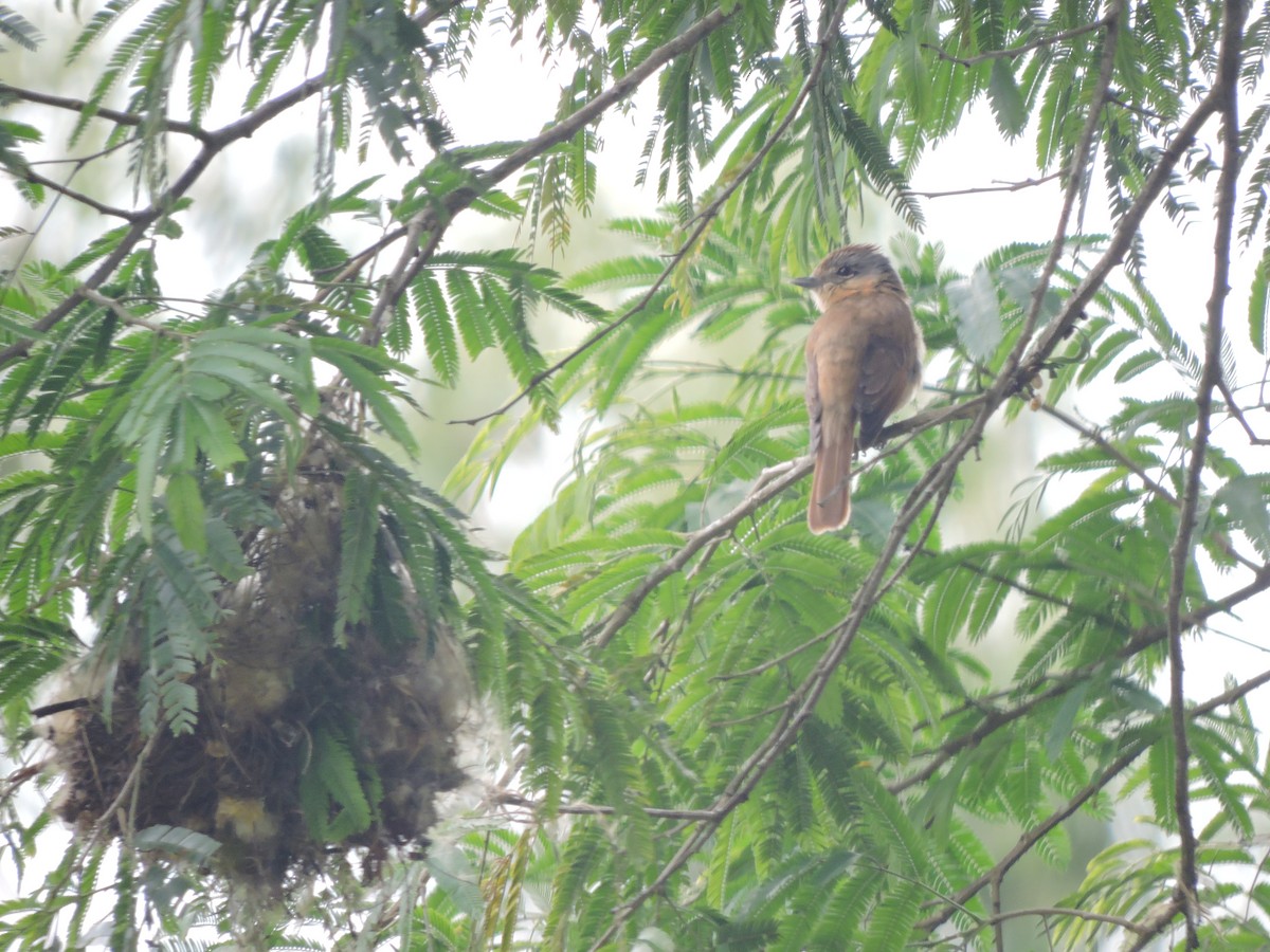 Crested Becard - ML645936172