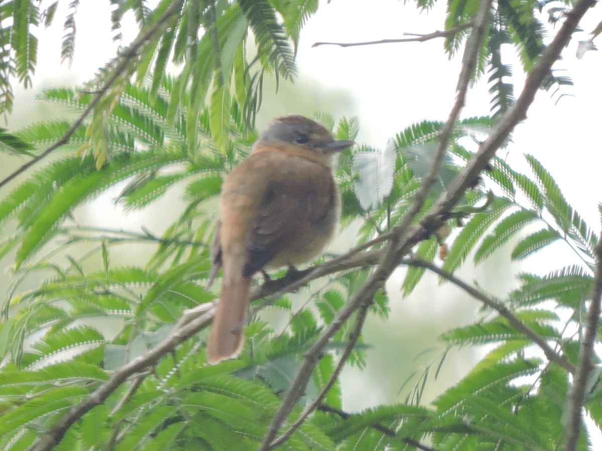 Crested Becard - ML645936173