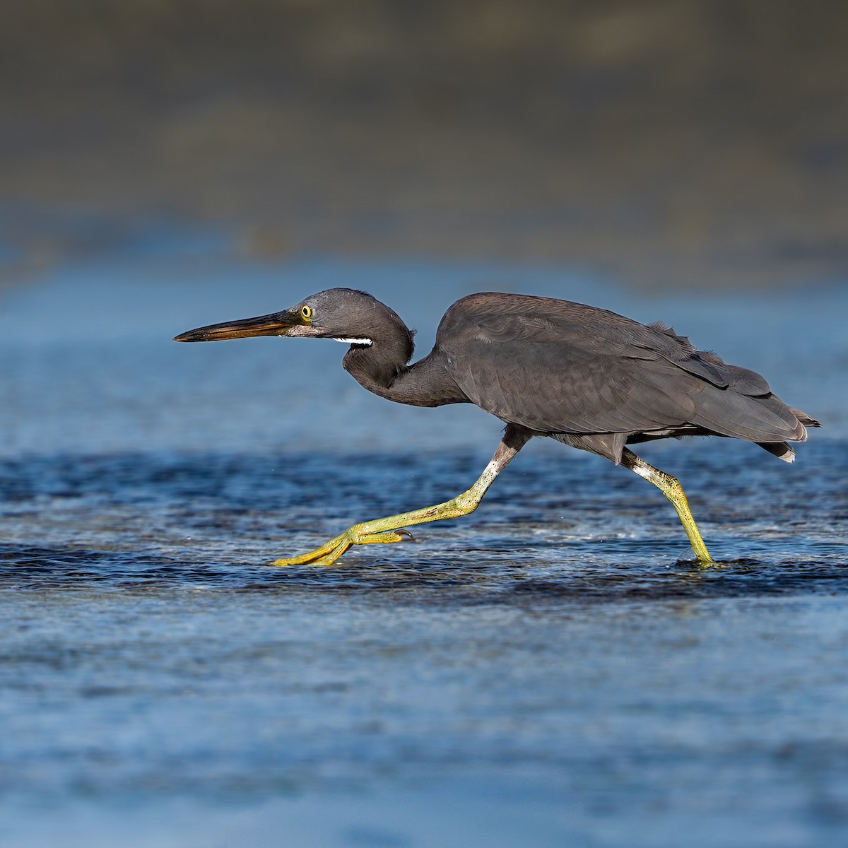 Pacific Reef-Heron - ML645936175
