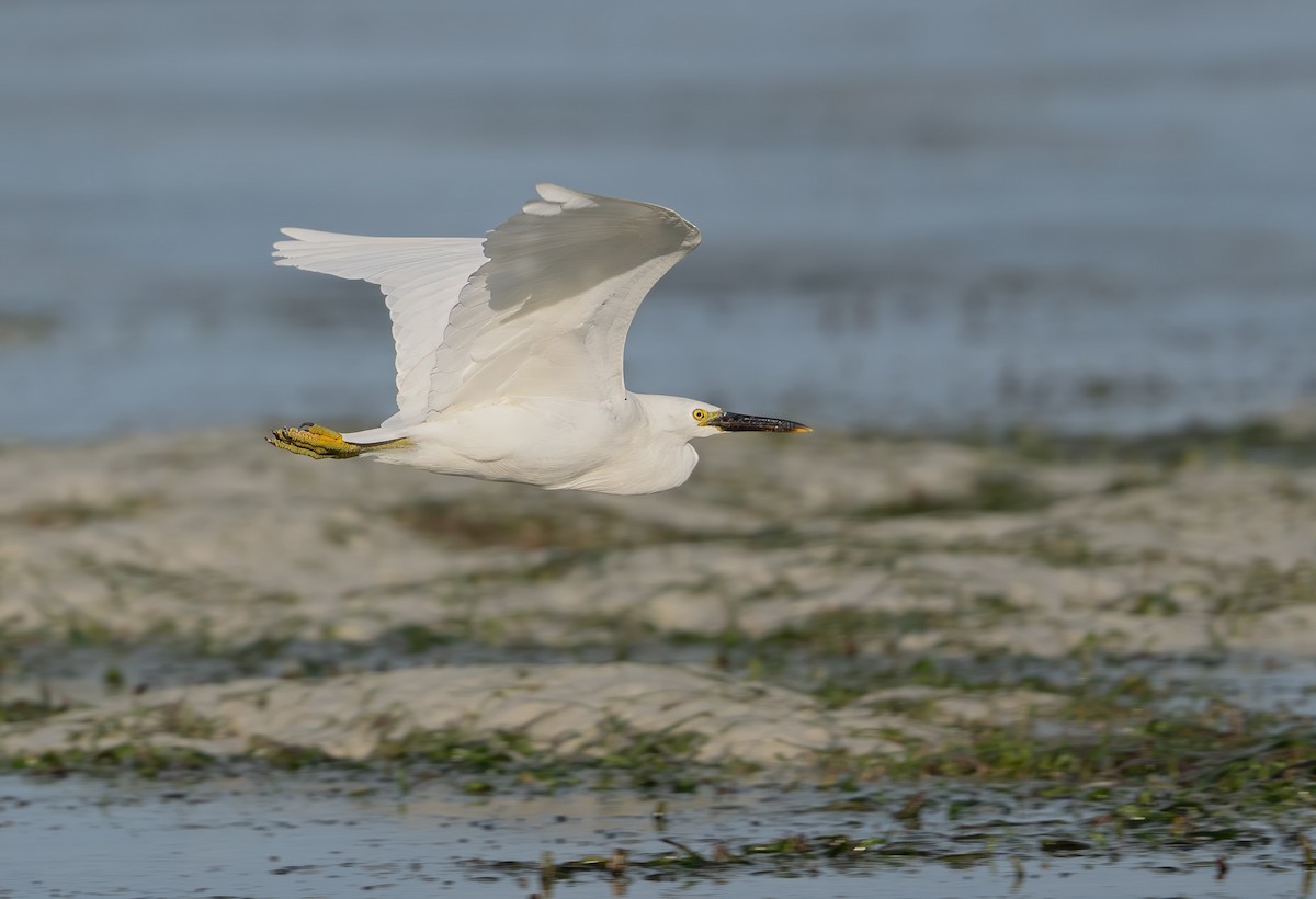Pacific Reef-Heron - ML645936179
