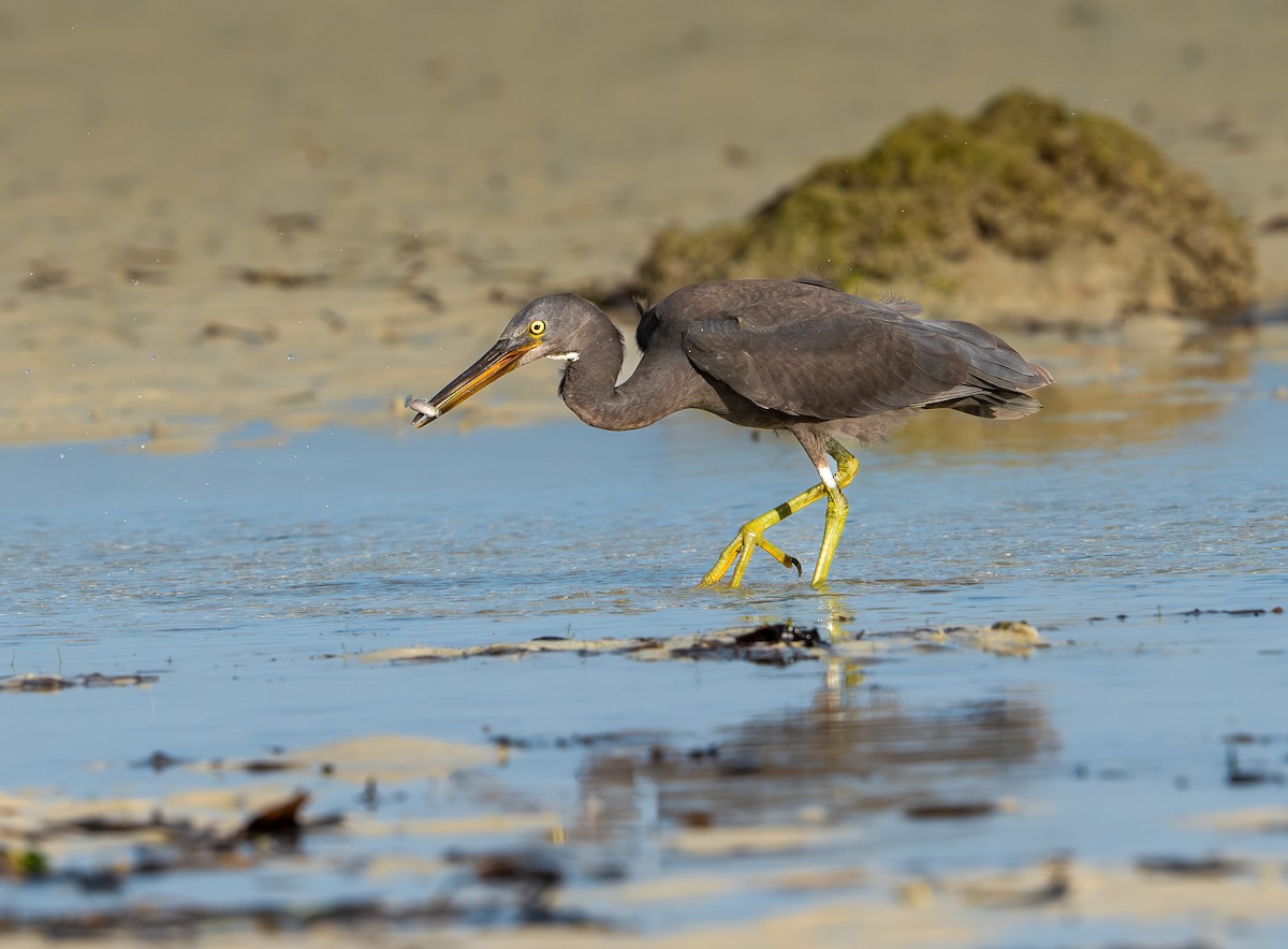 Pacific Reef-Heron - ML645936181