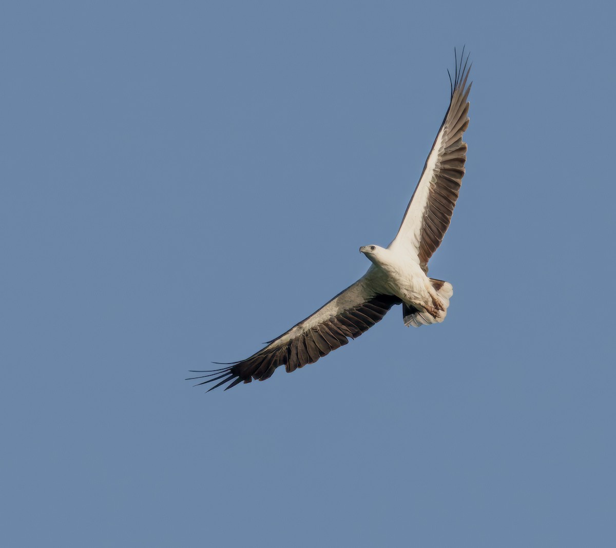 White-bellied Sea-Eagle - ML645936185