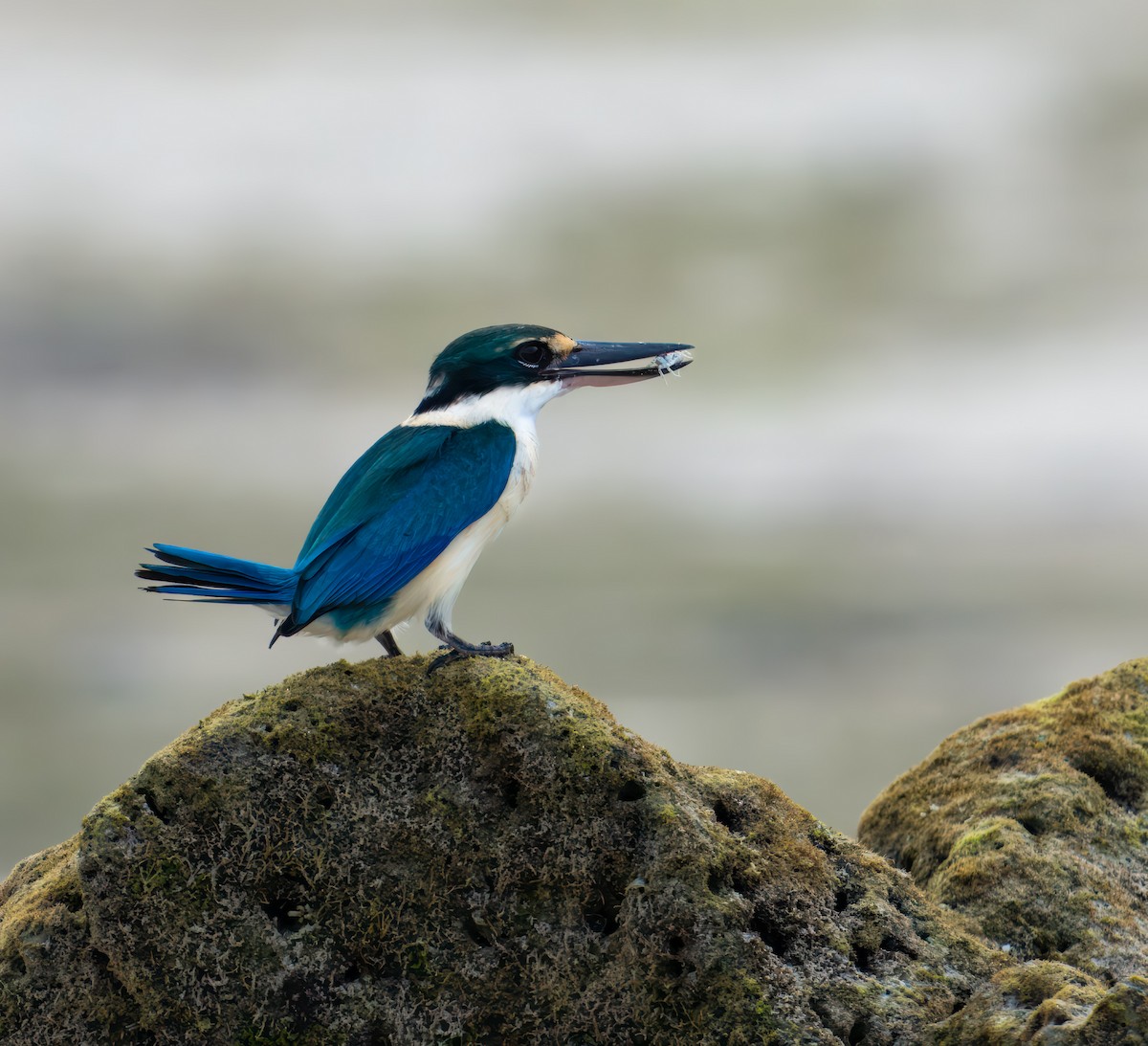 Collared Kingfisher - ML645936188
