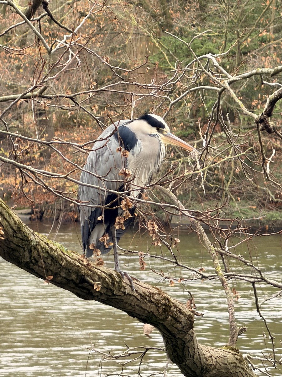 Gray Heron - ML645936190