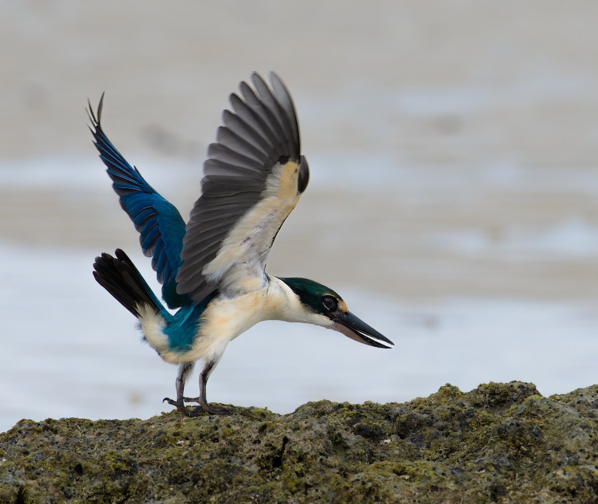 Collared Kingfisher - ML645936191