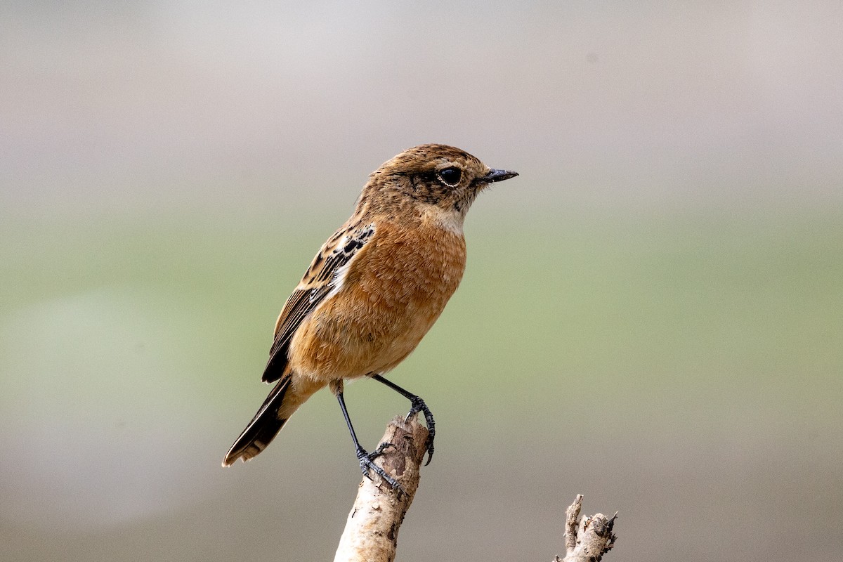 Amur Stonechat - ML645936192