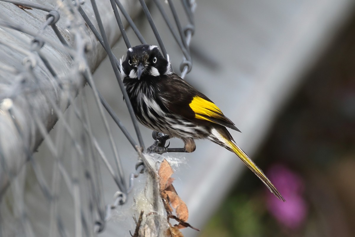 New Holland Honeyeater - ML645936193