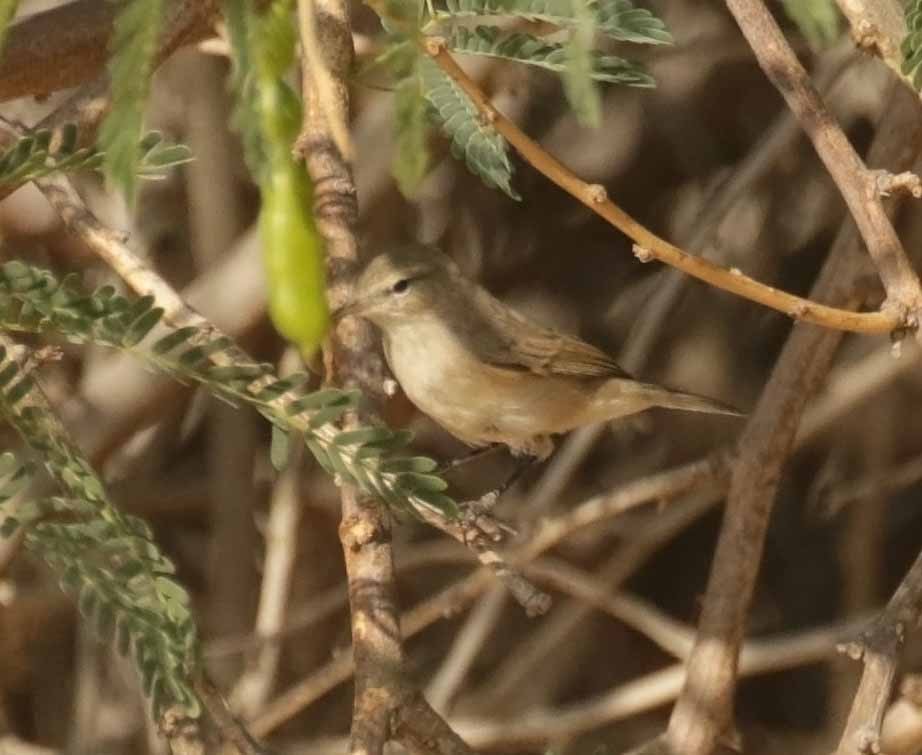 Plain Leaf Warbler - ML645936195