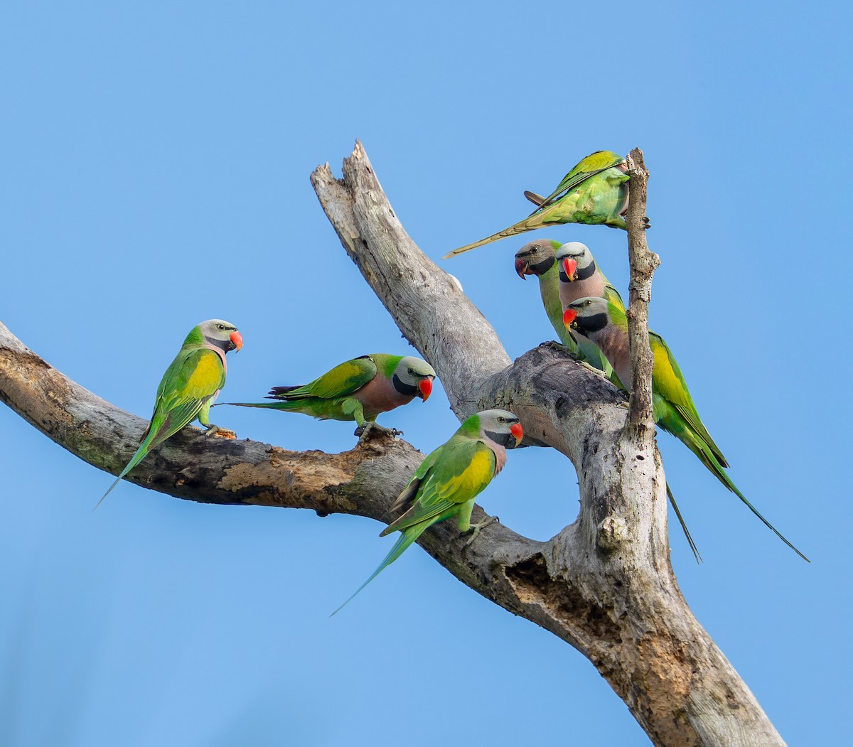 Red-breasted Parakeet - ML645936196