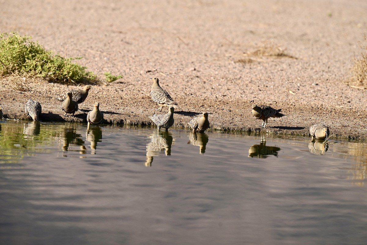 Namaqua Sandgrouse - ML645936198