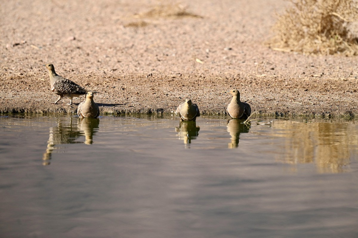 Namaqua Sandgrouse - ML645936199